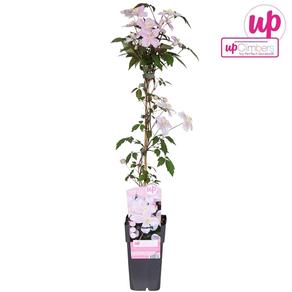 <h4>Clematis Montana Mayleen P15</h4>