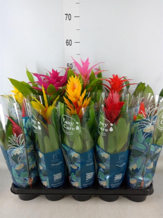<h4>Bromelia   ...mix</h4>