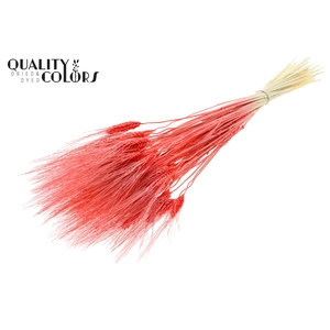 Triticum Beard per bunch Intense Coral