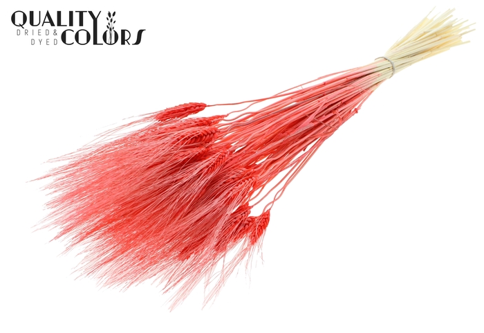 Triticum Beard per bunch Bleached Coral