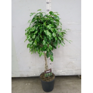 Ficus benja. 'Exotica'