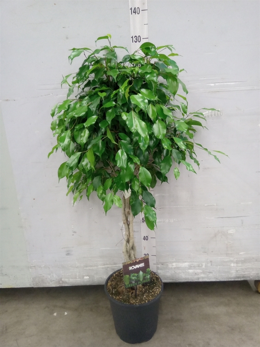 Ficus benja. 'Exotica'