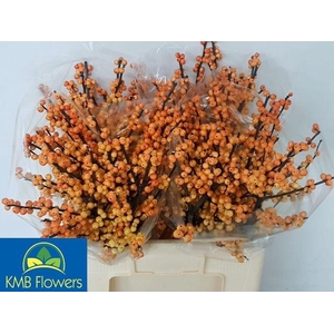 Ilex Ve Mag Cresgold