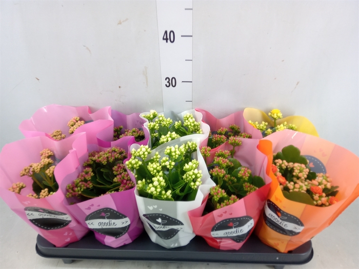 <h4>Kalanchoe blos.   ..rosebud rs fl 5</h4>