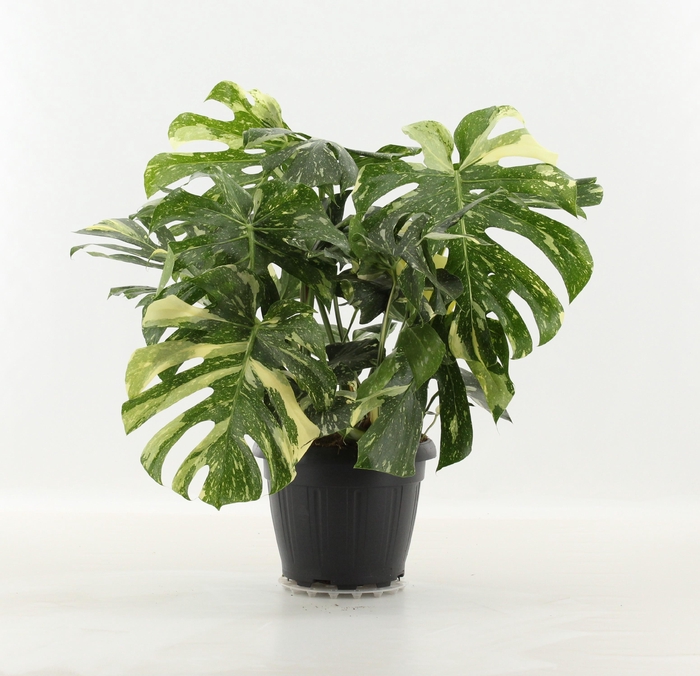 <h4>MONSTERA THAI CONSTELLATION</h4>