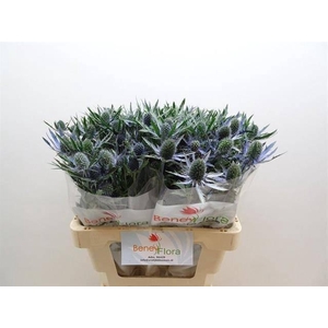 Eryn Mag Blue Lagoon