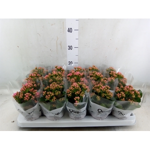 Kalanchoe  'MoreFlow Lillian'