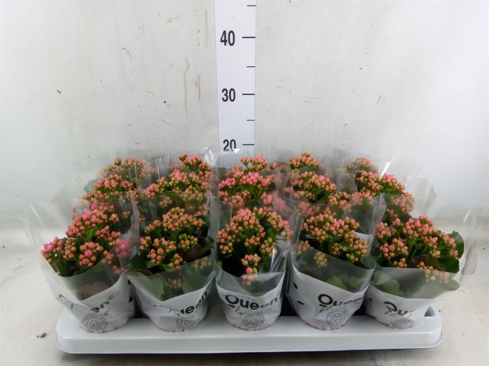 <h4>Kalanchoe  'MoreFlow Lillian'</h4>