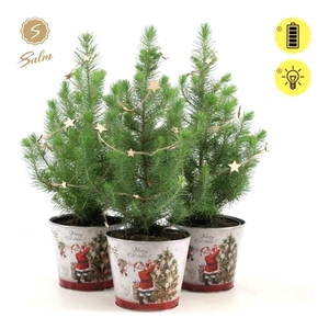 Pinus pinea 'Silver Crest' P17 in Zinc Santa + Starlight