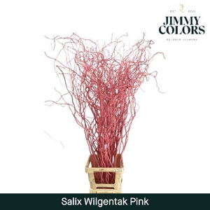 Salix Golden Curls Pink
