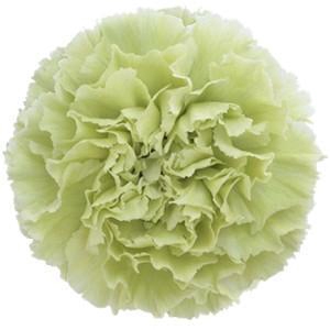 <h4>Dianthus st prado mint</h4>
