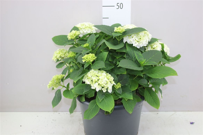 <h4>Hydrangea Macr White 12-15</h4>