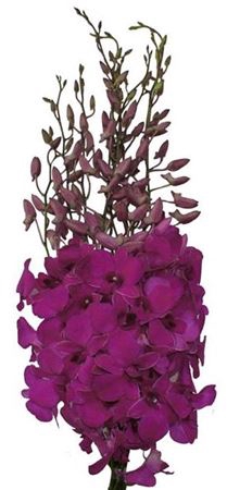 #Dendrobium Md L **clearout**