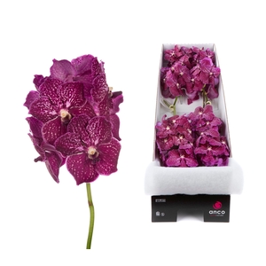 Vanda Ruby Love x8