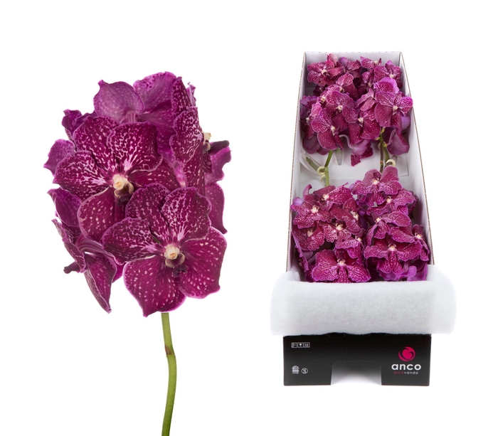 <h4>Vanda Ruby Love</h4>