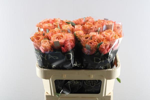 <h4>R Gr Kahala-bb L 70</h4>