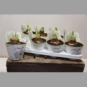 Hippeas Ov Wit Potcover