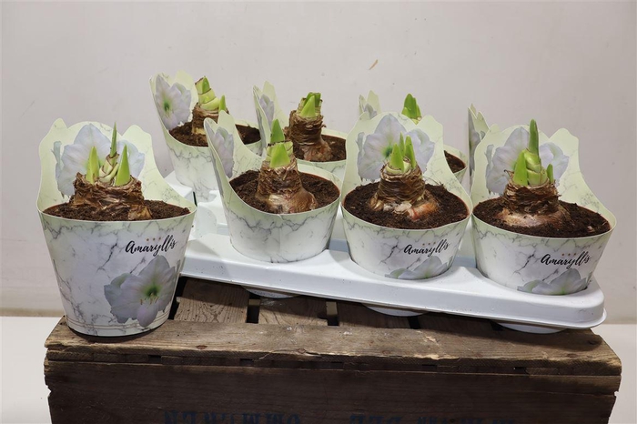 <h4>Hippeas Ov Wit Potcover</h4>