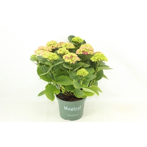 Magical Amethyst Roze