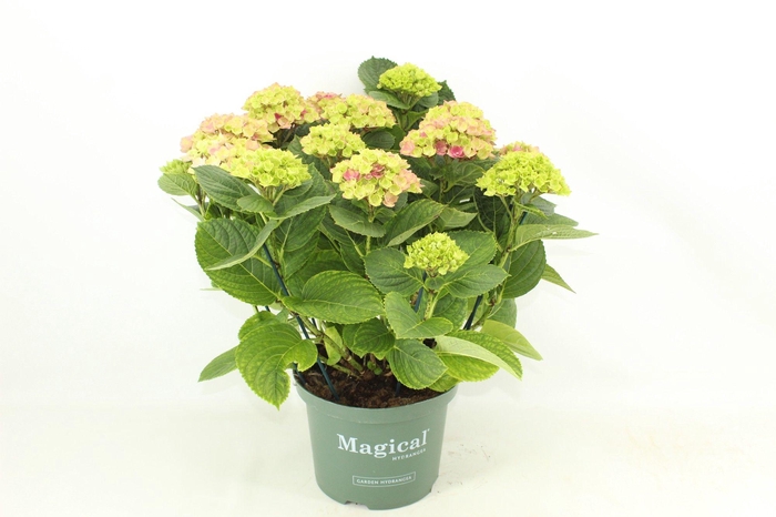 <h4>Magical Amethyst Roze</h4>