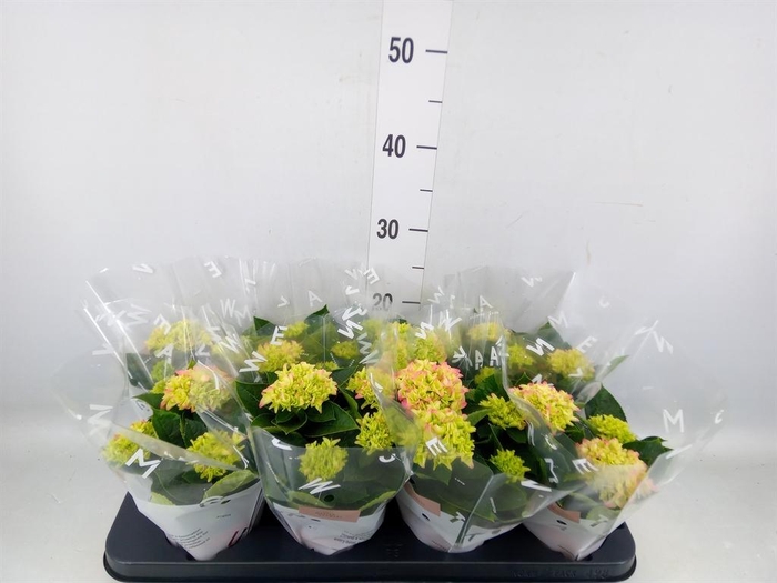 <h4>Hydrangea mac. 'Early Rosa'</h4>