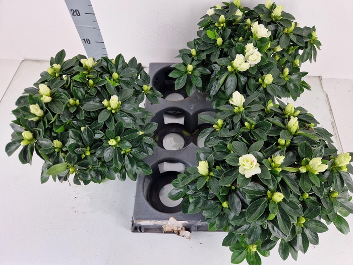 <h4>RHODO SI AIKO WHITE</h4>