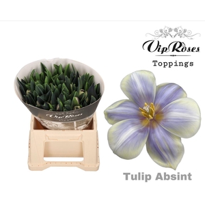 Vip. Tu Fr Double Light Blue Fire