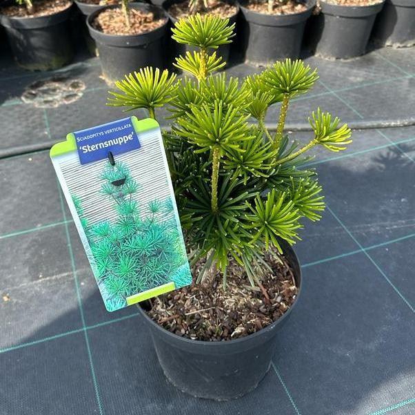 Sciadopitys verticillata