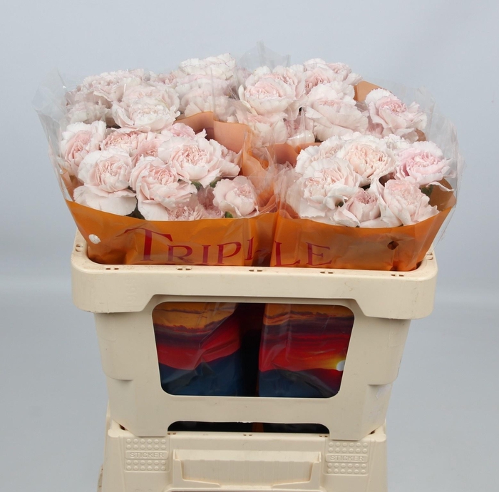 <h4>DI ST BRIDAL DAMASCU</h4>