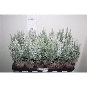 Cham L Ellwoodii Snow