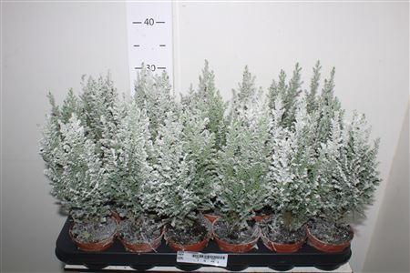 <h4>Cham L Ellwoodii Snow</h4>