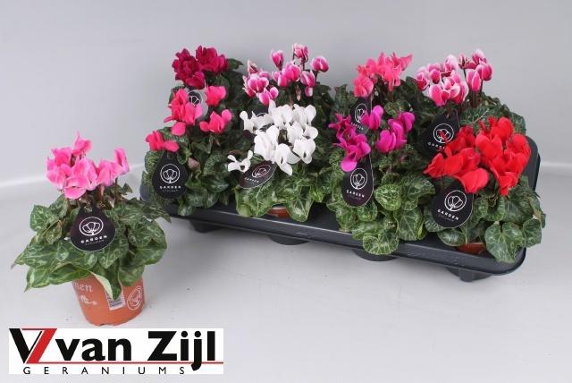 <h4>CYCL KL GARDEN</h4>