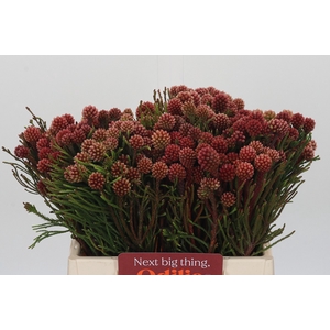 Kaaps Groen Brunia Fraga (Clusterstar Raspberry)