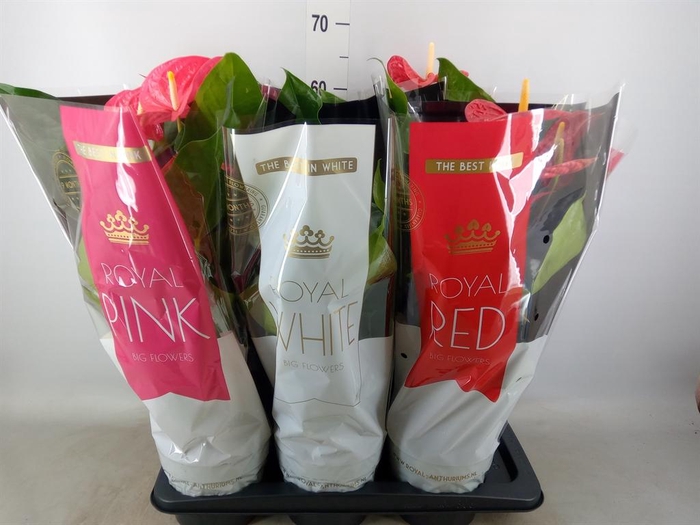 <h4>Anthurium   ...mix</h4>