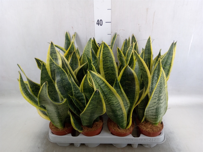 <h4>Sansevieria trifa. 'Futura Superba'</h4>