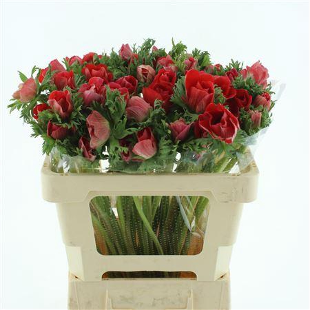 <h4>Anem Co Mis + Red</h4>