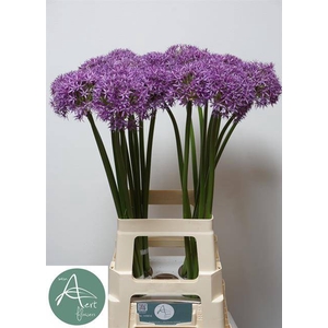 Allium Grootbloemig