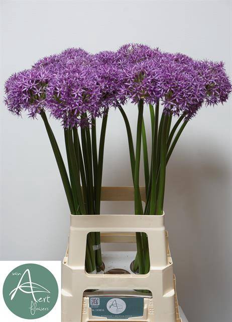 <h4>Allium Grootbloemig</h4>
