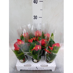 Anthurium andr. 'Red Champion'