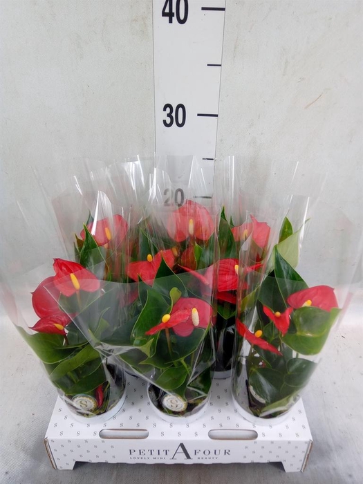 <h4>Anthurium andr. 'Red Champion'</h4>