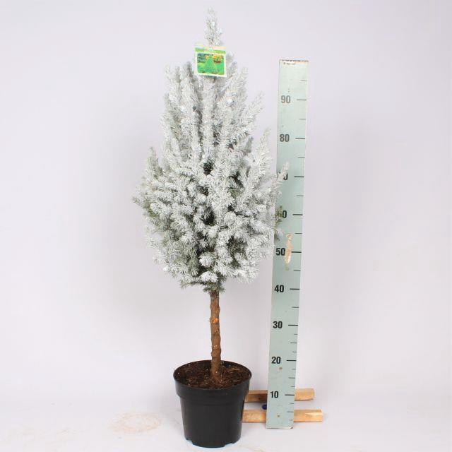 PICEA GL CONICA
