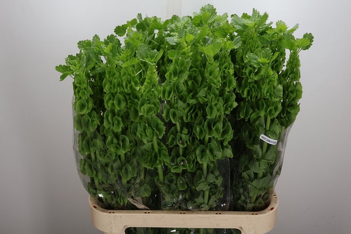 <h4>Moluccella Stuk</h4>
