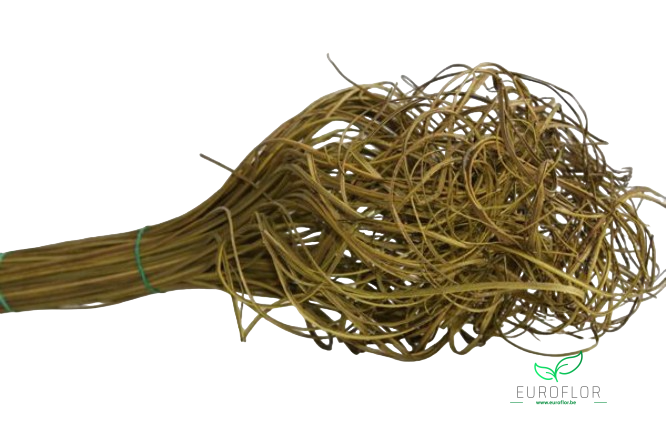 CURLY TING TING LIME GREEN 40CM 150