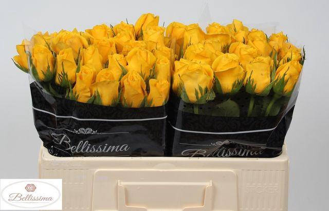 <h4>R Gr Momentum+</h4>