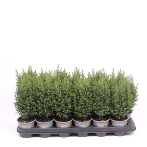 Chamaecyparis laws. 'Ellwoodii'