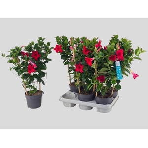 MANDE SUN RED