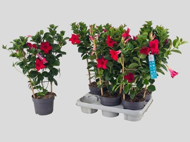 <h4>MANDE SUN RED</h4>