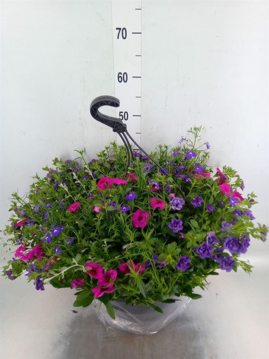 <h4>Hanging baskets</h4>