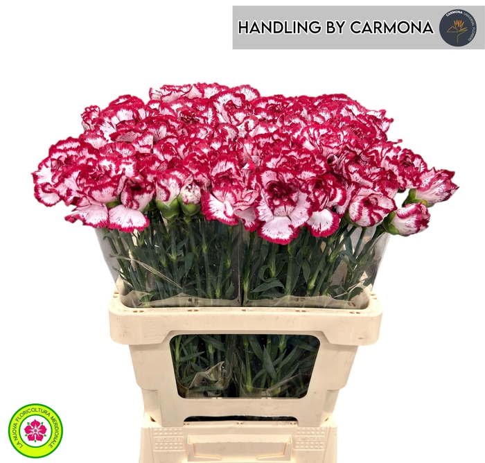 <h4>DI ST BACARAT</h4>