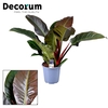 Philodendron Imperial Red